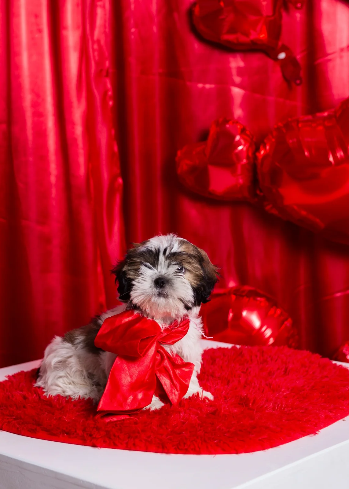 Retrato de mascota con moño rojo en escenario de San Valentín.